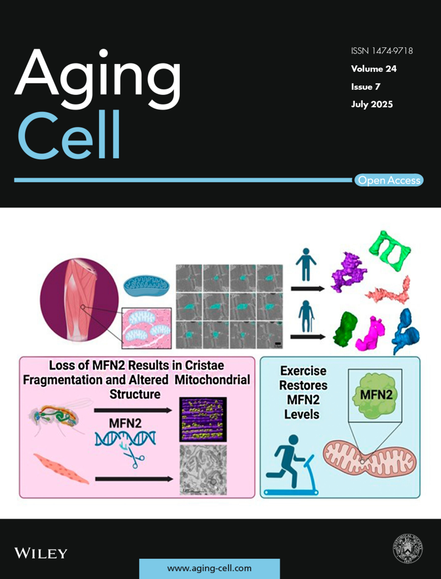 Aging cell期刊封面.jpg